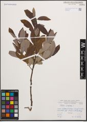 Foto von Salix cinerea L.